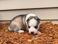 Annabelle boy 3, a male Siberian Husky for sale in Pittsville, WI – 1 of 1