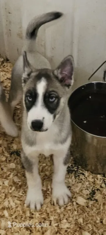 Nightmare boy 1 – Siberian Husky puppy for sale in Pittsville, WI