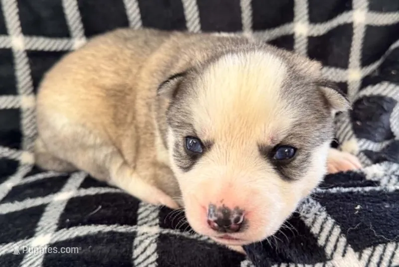 Boba boy 4 – Siberian Husky puppy for sale in Pittsville, WI