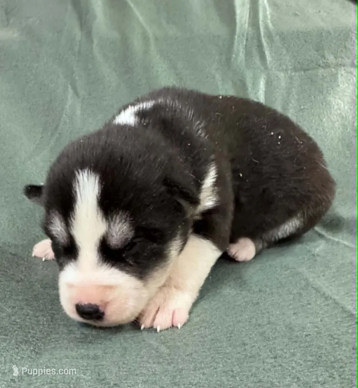 Kova girl 1 – Siberian Husky puppy for sale in Pittsville, WI