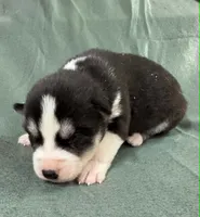 Kova girl 1, a female Siberian Husky for sale in Pittsville, WI – 1 of 1