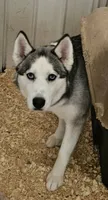 Boba girl 1, a female Siberian Husky for sale in Pittsville, WI – 3 of 3