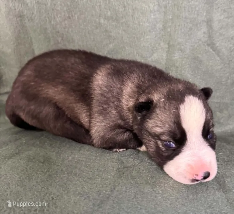 Nightmare boy 1 – Siberian Husky puppy for sale in Pittsville, WI