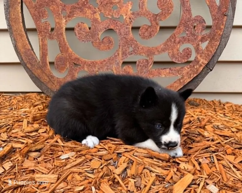 Nightmare girl 2 – Siberian Husky puppy for sale in Pittsville, WI