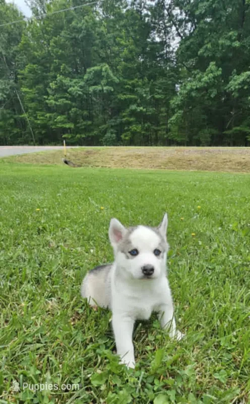 Boba boy 3 – Siberian Husky puppy for sale in Pittsville, WI