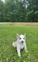 Boba boy 3, a male Siberian Husky for sale in Pittsville, WI – 1 of 6