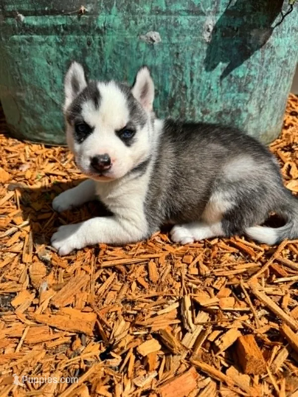 Boba girl 4 – Siberian Husky puppy for sale in Pittsville, WI