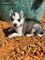 Boba girl 4, a female Siberian Husky for sale in Pittsville, WI – 3 of 7