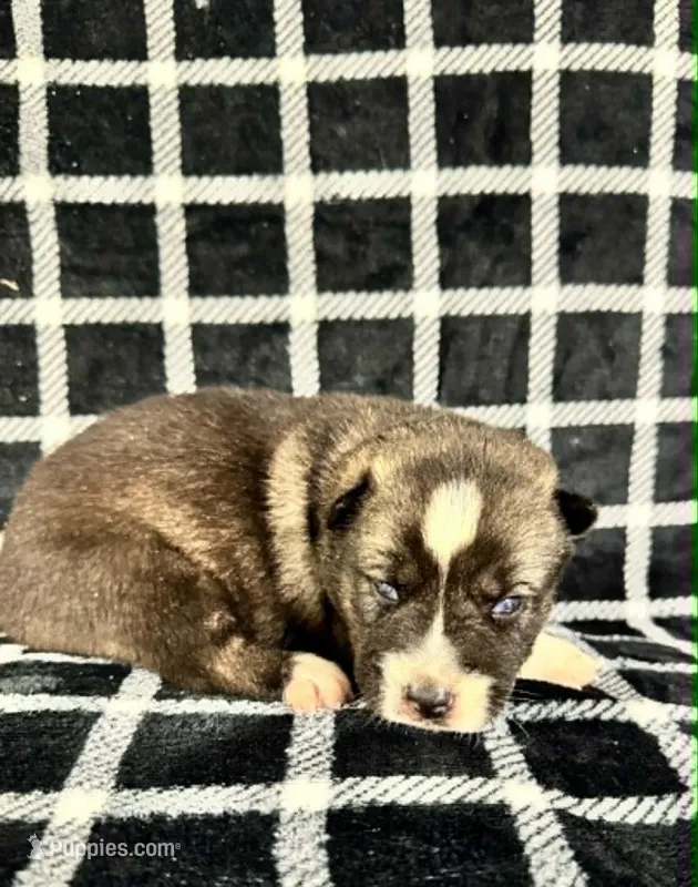 Nightmare girl 2 – Siberian Husky puppy for sale in Pittsville, WI