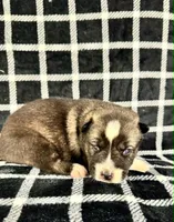 Nightmare girl 2, a female Siberian Husky for sale in Pittsville, WI – 1 of 1