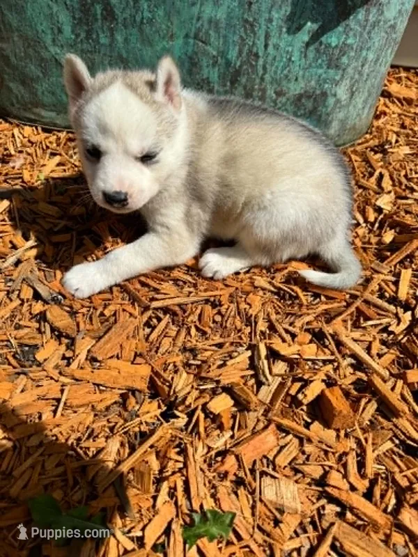 Boba girl 1 – Siberian Husky puppy for sale in Pittsville, WI