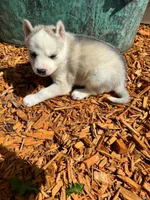 Boba girl 1, a female Siberian Husky for sale in Pittsville, WI – 3 of 7