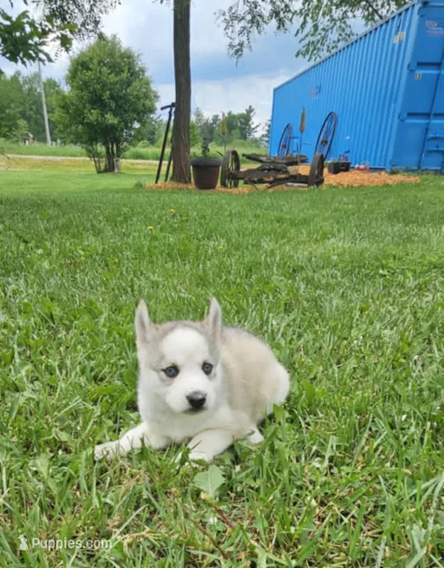 Boba boy 1 – Siberian Husky puppy for sale in Pittsville, WI