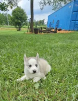 Boba boy 1, a male Siberian Husky for sale in Pittsville, WI – 1 of 6