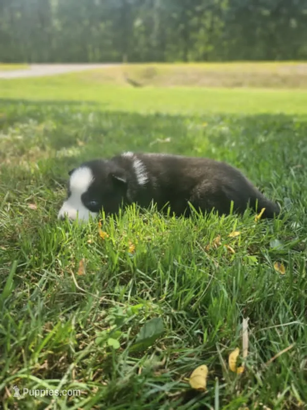 nightmare boy 5 – Siberian Husky puppy for sale in Pittsville, WI