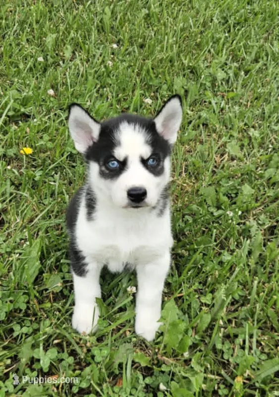 Kova boy 6 – Siberian Husky puppy for sale in Pittsville, WI