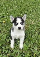 Kova boy 6, a male Siberian Husky for sale in Pittsville, WI – 3 of 9
