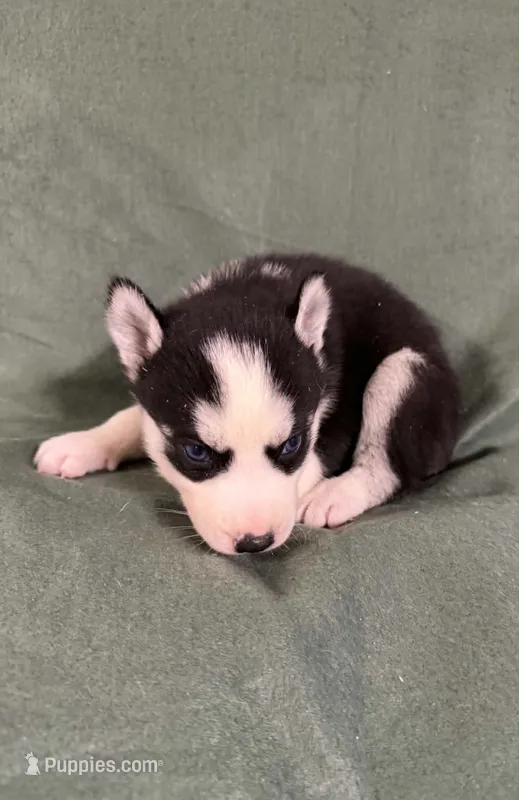 Kova girl 3 – Siberian Husky puppy for sale in Pittsville, WI
