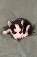 Kova girl 3, a female Siberian Husky for sale in Pittsville, WI – 6 of 8