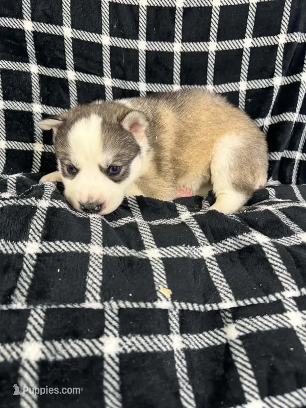 Boba boy 2 – Siberian Husky puppy for sale in Pittsville, WI