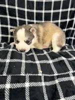 Boba boy 2, a male Siberian Husky for sale in Pittsville, WI – 4 of 7