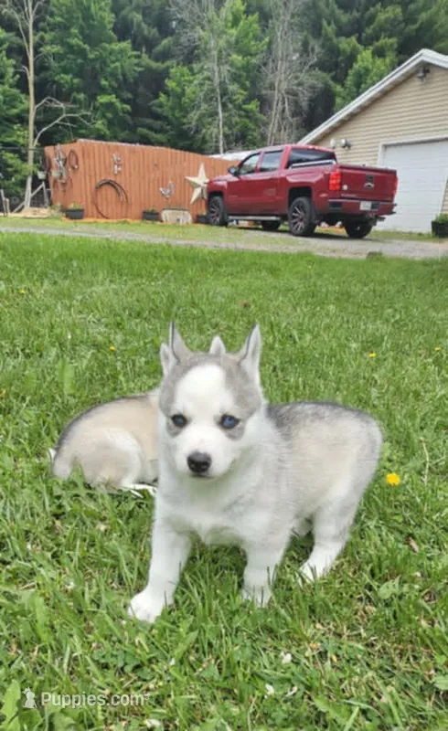 Boba boy 4 – Siberian Husky puppy for sale in Pittsville, WI