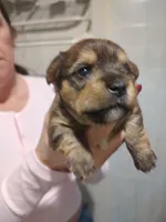 Daisy , a female Yorkshire Terrier for sale in Indianapolis, IN – 2 of 2