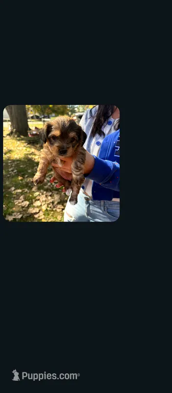 Honey  – Yorkshire Terrier puppy for sale in Indianapolis, IN