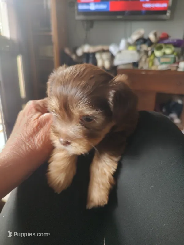 Dottie  – Yorkshire Terrier puppy for sale in Indianapolis, IN