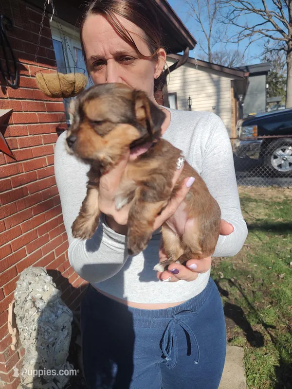 Otis  – Yorkshire Terrier puppy for sale in Indianapolis, IN