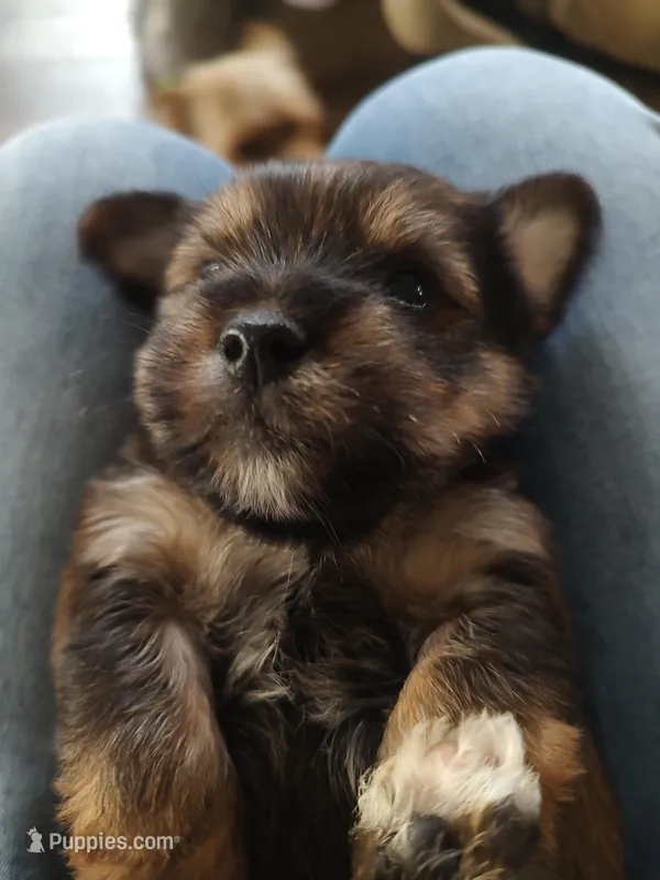Otis  – Yorkshire Terrier puppy for sale in Indianapolis, IN