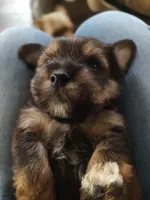 Otis , a male Yorkshire Terrier for sale in Indianapolis, IN – Photo 1 of 2