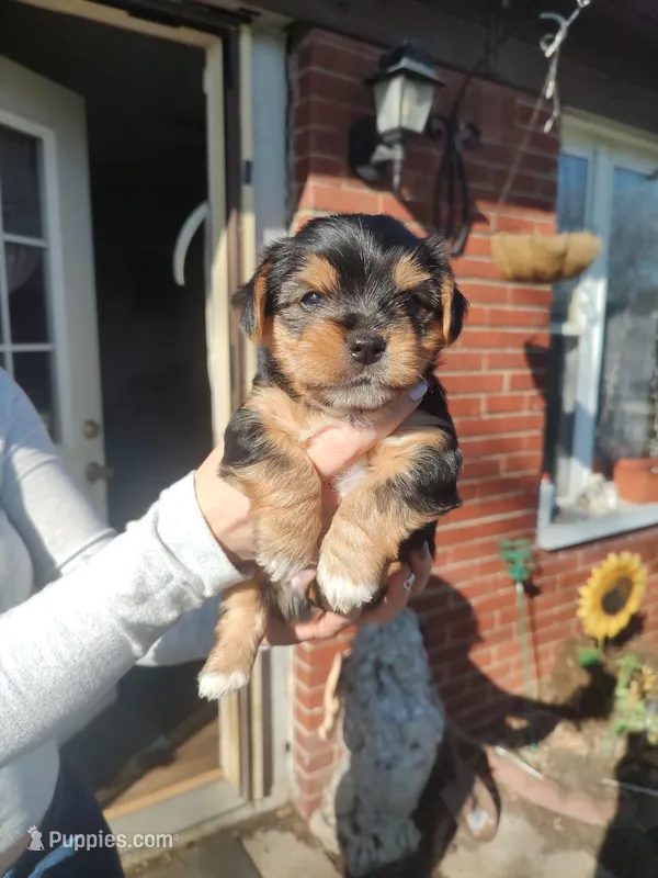 Otis  – Yorkshire Terrier puppy for sale in Indianapolis, IN