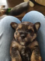 Otis , a male Yorkshire Terrier for sale in Indianapolis, IN – Photo 2 of 2