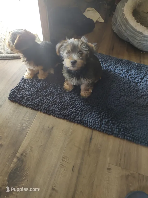 Tola – Yorkshire Terrier puppy for sale in Indianapolis, IN