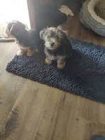 Tola, a male Yorkshire Terrier for sale in Indianapolis, IN – Photo 1 of 5