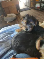 Tola, a male Yorkshire Terrier for sale in Indianapolis, IN – 1 of 6