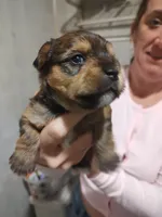 Cricket , a female Yorkshire Terrier for sale in Indianapolis, IN – 2 of 4