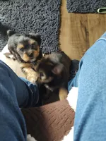 Kilo , a male Yorkshire Terrier for sale in Indianapolis, IN – Photo 9 of 10