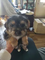 Kilo , a male Yorkshire Terrier for sale in Indianapolis, IN – Photo 1 of 10