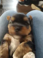 Kilo , a male Yorkshire Terrier for sale in Indianapolis, IN – Photo 1 of 2