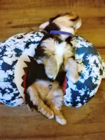 Kilo , a male Yorkshire Terrier for sale in Indianapolis, IN – Photo 10 of 10