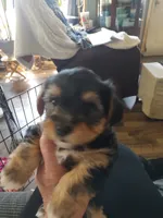 Kilo , a male Yorkshire Terrier for sale in Indianapolis, IN – Photo 6 of 10