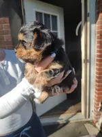 Kilo , a male Yorkshire Terrier for sale in Indianapolis, IN – Photo 7 of 10