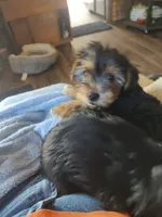 Tola, a male Yorkshire Terrier for sale in Indianapolis, IN – 2 of 6