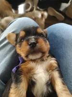 Tola , a male Yorkshire Terrier for sale in Indianapolis, IN – Photo 3 of 3