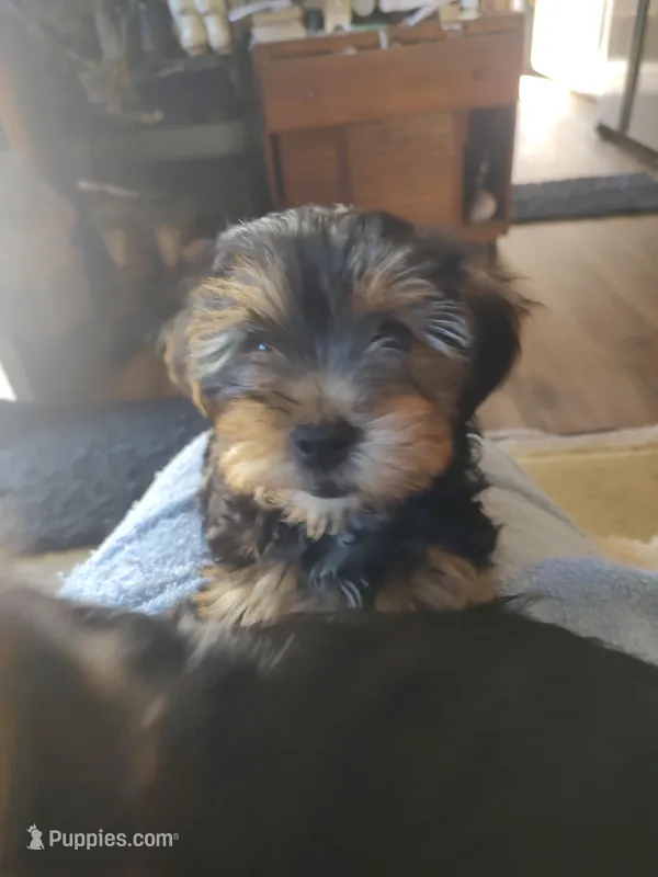 Otis  – Yorkshire Terrier puppy for sale in Indianapolis, IN