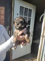 Otis , a male Yorkshire Terrier for sale in Indianapolis, IN – Photo 5 of 7