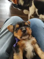 Tola , a male Yorkshire Terrier for sale in Indianapolis, IN – Photo 1 of 3