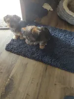 Otis , a male Yorkshire Terrier for sale in Indianapolis, IN – Photo 1 of 7